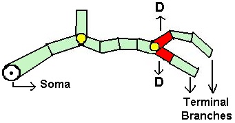Soma_Surface