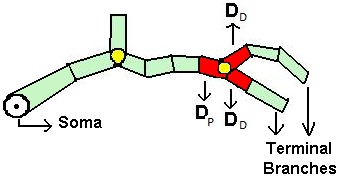 Soma_Surface